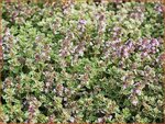 Thymus citriodorus 'Silver Queen' | Citroentijm, Tijm