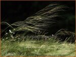 Stipa capillata | Vedergras