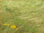Stipa capillata | Vedergras