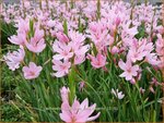 Schizostylis coccinea 'Mrs Hegarty' | Moerasgladiool, Kafferlelie