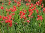 Schizostylis coccinea 'Major' | Moerasgladiool, Kafferlelie | Spaltgriffel