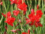 Schizostylis coccinea 'Major' | Moerasgladiool, Kafferlelie | Spaltgriffel