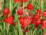 Schizostylis coccinea 'Major' | Moerasgladiool, Kafferlelie | Spaltgriffel