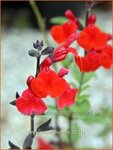 Salvia 'Royal Bumble' | Salie, Salvia | Salbei | Sage
