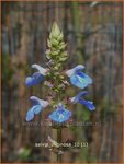 Salvia sclarea var. turkestanica | Scharlei, Muskaatsalie, Salie, Salvia | Muskateller-Salbei | Clary Sage