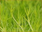 Sagina subulata 'Aurea' | Vetmuur