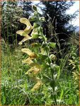 Salvia glutinosa | Salie, Salvia