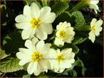 Primula vulgaris | Stengelloze sleutelbloem, Sleutelbloem | St&auml;ngellose Garten-Schl&uuml;sselblume