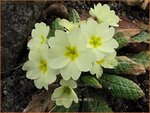 Primula vulgaris | Stengelloze sleutelbloem, Sleutelbloem | St&auml;ngellose Garten-Schl&uuml;sselblume