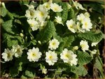 Primula vulgaris | Stengelloze sleutelbloem, Sleutelbloem | St&auml;ngellose Garten-Schl&uuml;sselblume