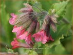 Pulmonaria rubra 'Redstart' | Longkruid