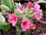 Pulmonaria rubra 'Redstart' | Longkruid