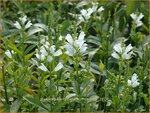 Physostegia virginiana 'Summer Snow' | Scharnierbloem | Gelenkblume