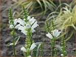 Physostegia virginiana 'Summer Snow' | Scharnierbloem | Gelenkblume