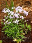 Phlox divaricata 'Clouds of Perfume' | Vlambloem, Voorjaarsvlambloem