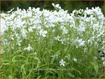 Phlox divaricata 'White Perfume' | Voorjaarsvlambloem, Vlambloem, Flox, Floks | Wald-Flammenblume
