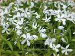 Phlox divaricata 'White Perfume' | Voorjaarsvlambloem, Vlambloem, Flox, Floks | Wald-Flammenblume