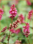 Persicaria amplexicaulis 'Inverleith' | Duizendknoop, Adderwortel