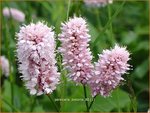 Persicaria bistorta | Duizendknoop, Adderwortel