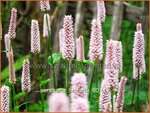Persicaria bistorta | Duizendknoop, Adderwortel