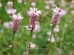 Persicaria bistorta | Duizendknoop, Adderwortel