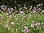 Persicaria bistorta | Duizendknoop, Adderwortel