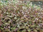 Persicaria microcephala 'Silver Dragon' | Duizendknoop, Adderwortel