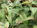 Persicaria microcephala 'Silver Dragon' | Duizendknoop, Adderwortel