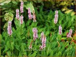 Persicaria affinis 'Kabouter' | Duizendknoop, Adderwortel