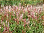 Persicaria affinis 'Superba' | Duizendknoop, Adderwortel