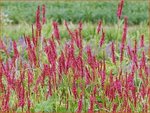 Persicaria amplexicaulis | Doorgroeide duizendknoop, Adderwortel, Duizendknoop | Kerzenkn&ouml;terich | Mountain Fleece
