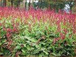 Persicaria amplexicaulis | Doorgroeide duizendknoop, Adderwortel, Duizendknoop | Kerzenkn&ouml;terich | Mountain Fleece