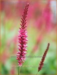 Persicaria amplexicaulis | Doorgroeide duizendknoop, Adderwortel, Duizendknoop | Kerzenkn&ouml;terich | Mountain Fleece