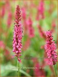 Persicaria amplexicaulis | Doorgroeide duizendknoop, Adderwortel, Duizendknoop | Kerzenkn&ouml;terich | Mountain Fleece