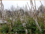 Persicaria amplexicaulis 'Alba' | Duizendknoop, Adderwortel