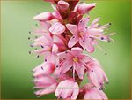 Persicaria amplexicaulis 'Anouk' | Duizendknoop, Adderwortel
