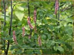 Persicaria amplexicaulis 'Anouk' | Duizendknoop, Adderwortel