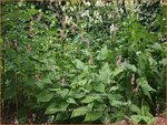 Persicaria amplexicaulis 'Anouk' | Duizendknoop, Adderwortel