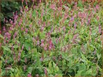 Persicaria amplexicaulis 'Anouk' | Duizendknoop, Adderwortel