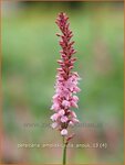 Persicaria amplexicaulis 'Anouk' | Duizendknoop, Adderwortel