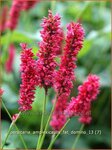 Persicaria amplexicaulis 'Fat Domino' | Duizendknoop, Adderwortel
