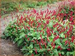 Persicaria amplexicaulis 'Fat Domino' | Duizendknoop, Adderwortel