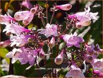 Penstemon digitalis 'Dark Towers' | Slangenkop, Schildpadbloem | Fingerhutf&ouml;rmiger Bartfaden
