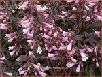 Penstemon digitalis 'Dark Towers' | Slangenkop, Schildpadbloem | Fingerhutf&ouml;rmiger Bartfaden