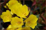 Oenothera fruticosa 'Sonnenwende' | Teunisbloem | Strauchige Nachtkerze