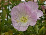 Oenothera speciosa 'Siskiyou'