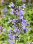Nepeta sibirica | Kattekruid, Kattenkruid