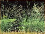 Molinia caerulea 'Edith Dudszus' | Pijpenstrootje | Kleines Pfeifengras | Purple Moorgrass