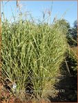 Miscanthus sinensis 'Strictus' | Prachtriet, Japans sierriet, Chinees riet