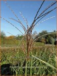 Miscanthus sinensis 'Strictus' | Prachtriet, Japans sierriet, Chinees riet
